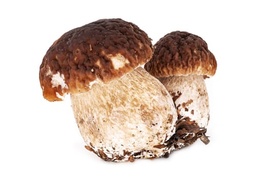 Porcini Mushroom On White, macrophotography of fungus with white background