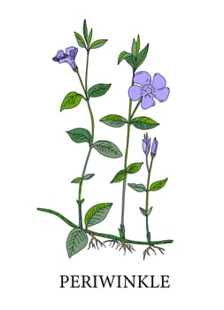 Periwinkle flower. Botanical illustration of periwinkles. Medicinal plants. Alternative medicine. Blue flower on a white background. illustration