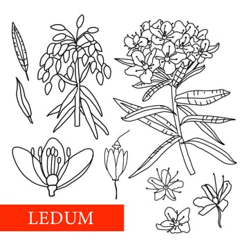 Ledum. medicinal plants. Wildflowers illustration Botanical illustration