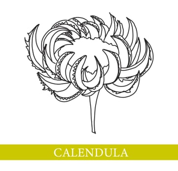 Calendula flower. Medicinal plants. Marigold illustration.
