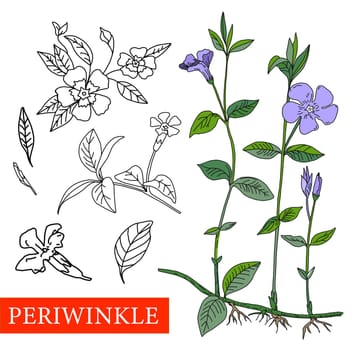 V nca m nor. Medical plants.V nca Wildflowers blue flowers.