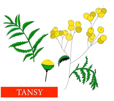 Tansy flower. Medicinal plants. Tansy. Wildflowers. Isolated on white illustration