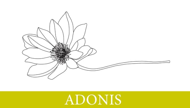 Adonis flower. Medicinal plants. chamomile, gerbera. Wildflowers Isolated on white illustration