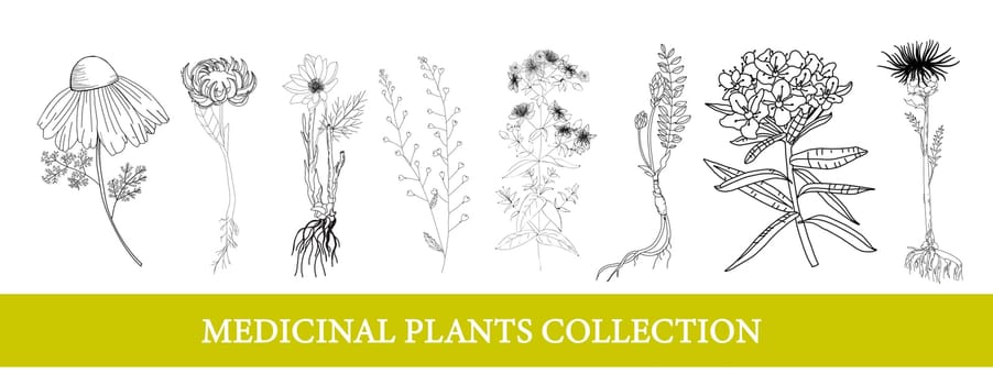 Ledum, marigold, leuzea, chamomile. medicinal plants Wildflowers illustration Botanical illustration