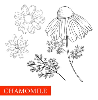Chamomile is black and white. Botanical illustration. Good for cosmetics, medicine, treatment, aromatherapy, patient care, package design, field bouquet. Medicinal plants. Coloring book Antistress.
