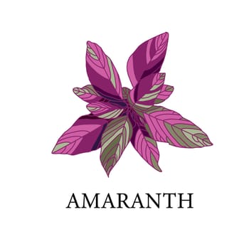 amaranth on a white background. greenhouse plant isolated. illustration.