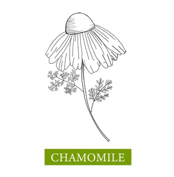 Chamomile illustration on a white background. Linear drawing daisy. Flower coloring book