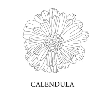 Calendula flower. Medicinal plants. Marigold illustration.