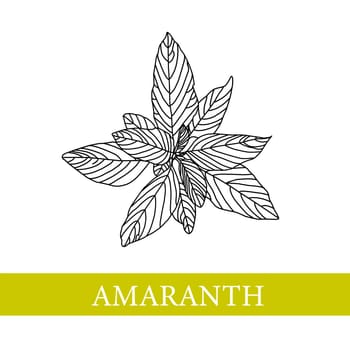 amaranth plant. botanical illustration. AmaranthMedical plants