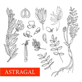 Astragalus. medicinal plants. Wildflowers illustration Botanical illustration