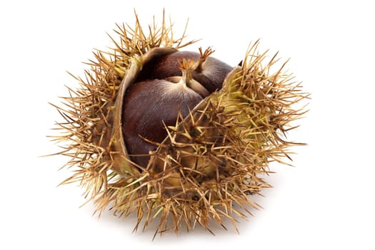 Sweet Chestnut Fruit, close up of fruit with shell on white background