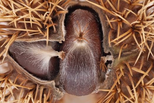 Sweet Chestnut Fruit, close up of fruit with shell on white background