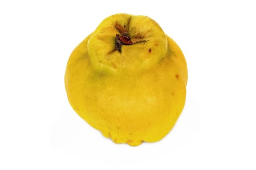 Quince On White, close up of fruit on white background