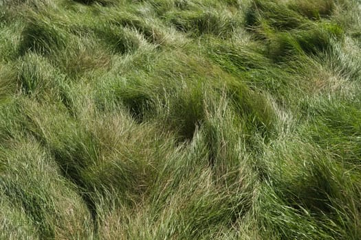 1 - Luscious long green meadow grass forms wavy and tufted patterns in bright daylight sun. Spring and summer season. Natural condition, messy.