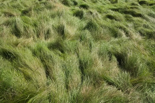 2 - Natural and messy, luscious long green meadow grass forms patterns in the wind. Plain green background texture, all copy space, graphic resource