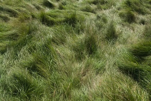 3 - Plain natural background of long green luscious meadow grass. Flattened and trodden, tufted in pattern, likely due to the wind too. Sunny day