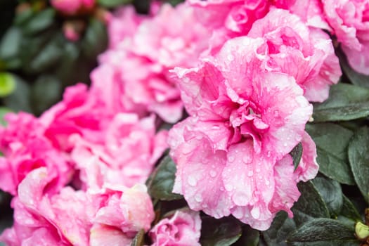 Pink Magenta Azalea Flower and Water Drop in Garden on Right Frame