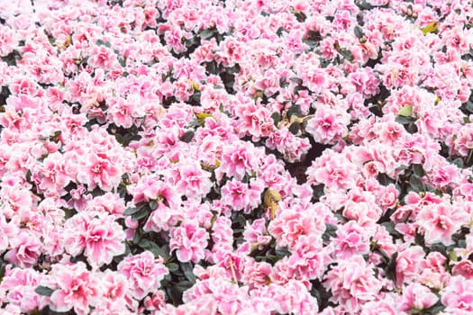 Pink and Magenta Azalea Flower in Garden on Wide Angle View with Natural Light and Green Leaves Background