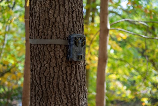 Trail camera strapped around a tree in an Autumn woodland. Defocused bokeh background in rich fall clolors.