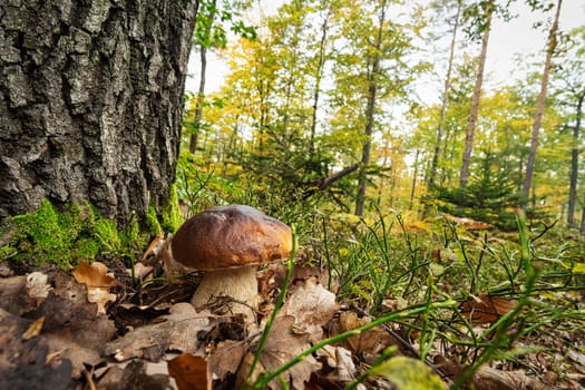 Porcini Mushroom Autumn Forest, close up of edible mushroom