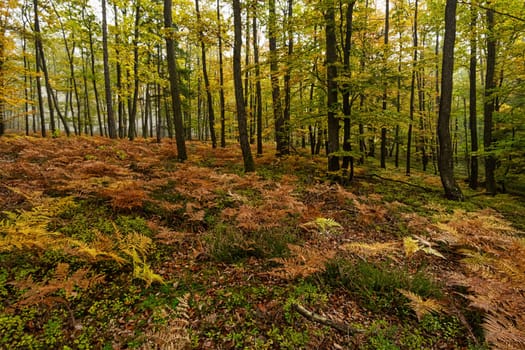Autumn Forest, colorful forest with trees and plants