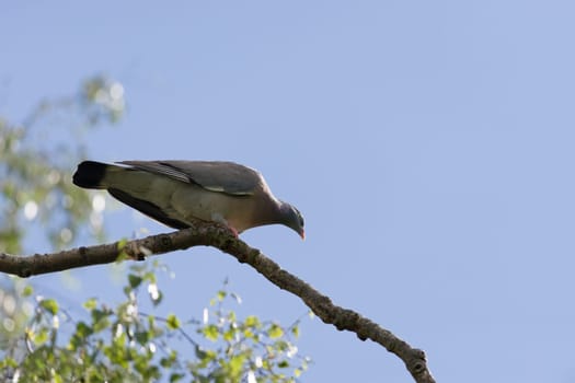 Under neath view of a wild wood pigeon poised on the bend of a branch of a silver birch tree. Sunny day, sunlight hits the pigeon's face and blue sky