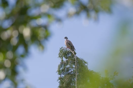 Framed by blurred luscious green leaves in the foreground, a wood pigeon perches on the tip of an evergreen conifer. Blue skies and summer season
