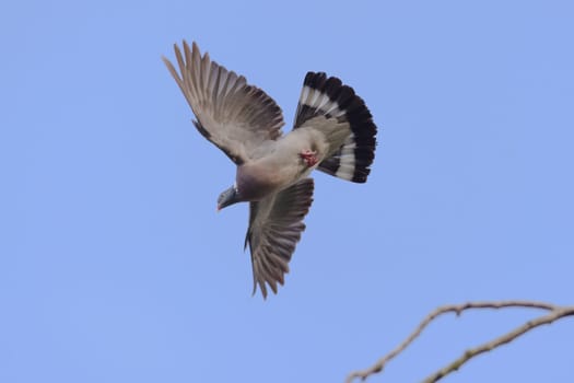 Plain blue sky background behind a flying wild wood pigeon. Wings and tail feathers are all fully spread and feet are tucked, showing patterning.