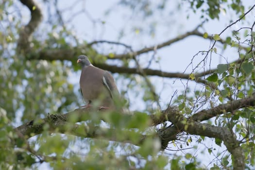 Sunny summers day, wild wood pigeon is perched on the branch of a large silver birch tree. Leaves in foreground and background. Soft light, bokeh