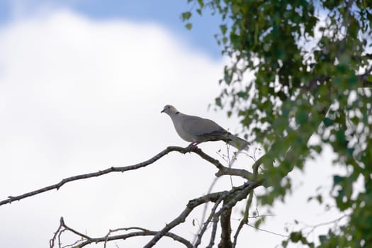 Gentle sunlight hits the face and red eye of this wild british collared dove. Blue sky and clouds background, leaves foreground. Selective focus.