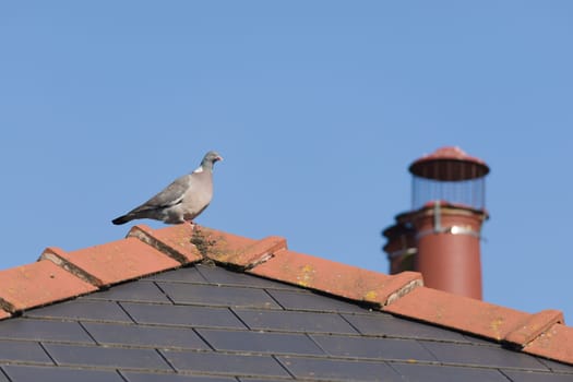 A large wild wood pigeon perches comfortably on the peak of a red and blue tiled roof, soaking up the sunlight. Blue sky and chimney background