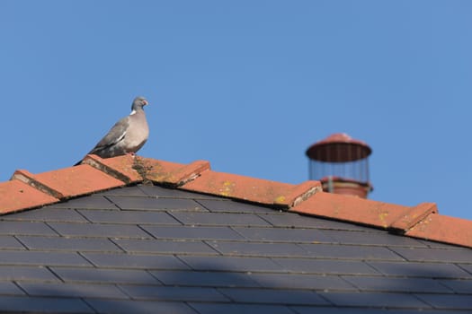 A large wild wood pigeon perches comfortably on the peak of a red and blue tiled roof, soaking up the sunlight. Mossy roof, chimney in the background