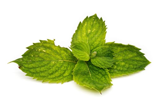 Mint Leaf Isolated, close up of herb on white background