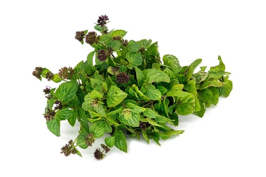 Mint On White Background, close up of scented herb