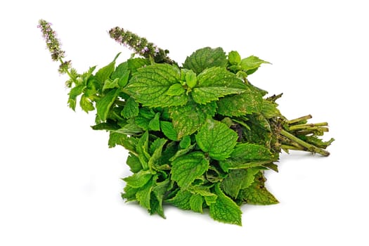 Mint On White Background, close up of scented herb