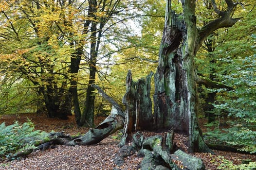 Dead tree in autumn