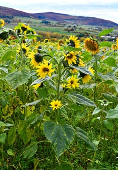 sunflower
