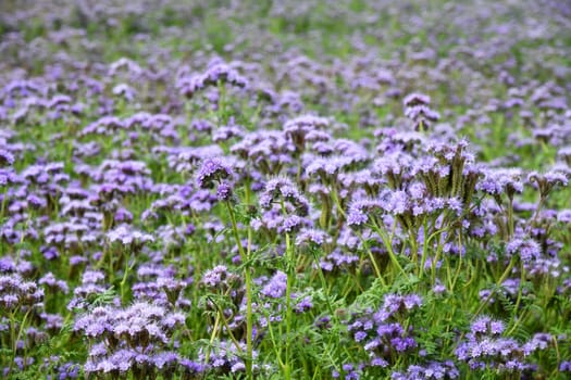 Phacelia