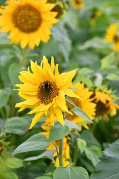 sunflower with bumblebee