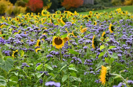 Phacelia and Helianthus