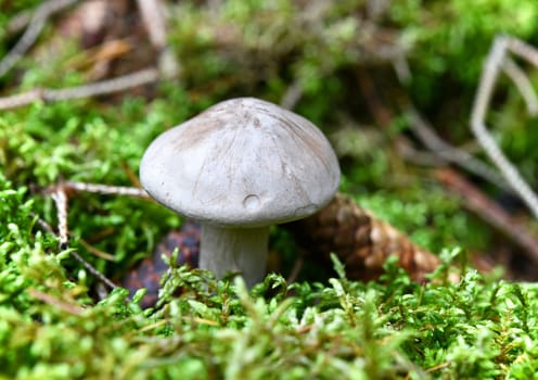 Clitocybe nebularis