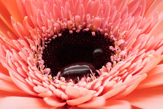 Gerbera Flower Extreme Close Up, studio shot of  flower head with water drop