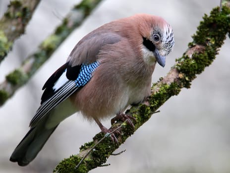 Jay Garrulus glandarius