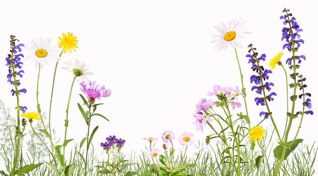 Colorful flower meadow with daisies, daisies, meadow sage, cuckoo flower, knapweed and other meadow flowers.