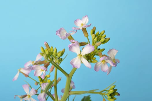 White mustard on blue background
