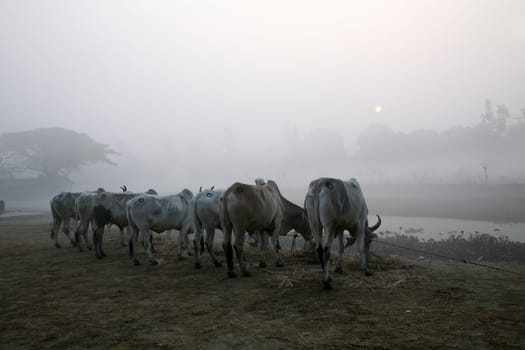 Misty morning in the Bengal countryside Kumrokhali, West Bengal, India