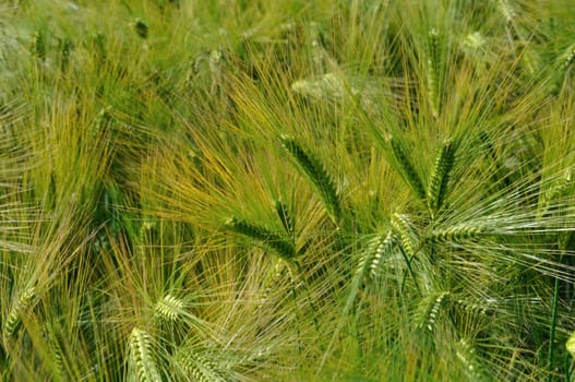 A field of  barley in Brittany