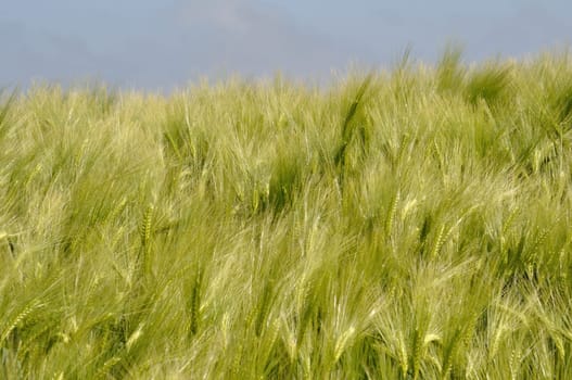 A field of  barley in Brittany