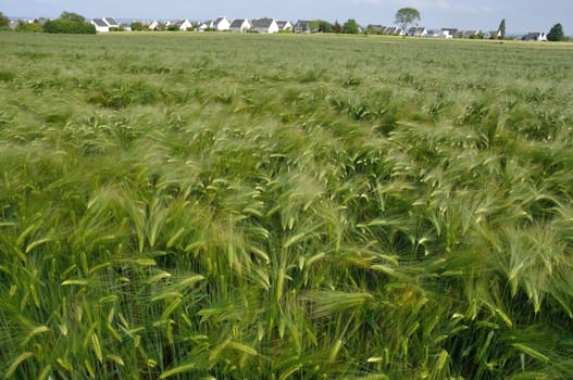 A field of  barley in Brittany