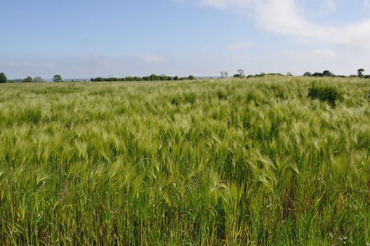 A field of  barley in Brittany